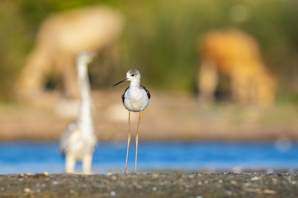 Foto - İşte Kocaçay Deltası'nın kanatlı misafirleri