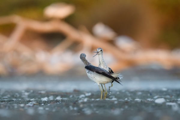 Foto - İşte Kocaçay Deltası'nın kanatlı misafirleri