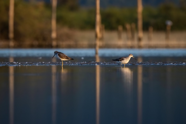 Foto - İşte Kocaçay Deltası'nın kanatlı misafirleri