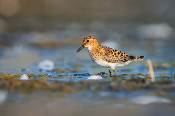 Foto - İşte Kocaçay Deltası'nın kanatlı misafirleri