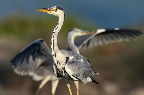 Foto - İşte Kocaçay Deltası'nın kanatlı misafirleri