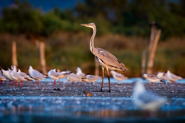 Foto - İşte Kocaçay Deltası'nın kanatlı misafirleri