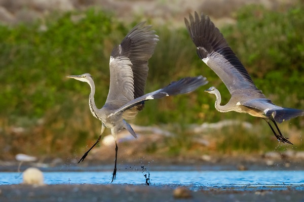 Foto - İşte Kocaçay Deltası'nın kanatlı misafirleri
