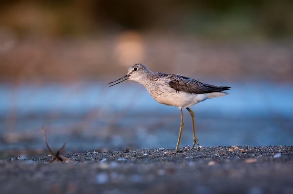 Foto - İşte Kocaçay Deltası'nın kanatlı misafirleri
