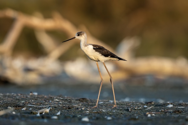 Foto - İşte Kocaçay Deltası'nın kanatlı misafirleri