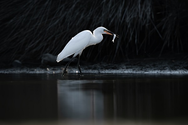 Foto - İşte Kocaçay Deltası'nın kanatlı misafirleri