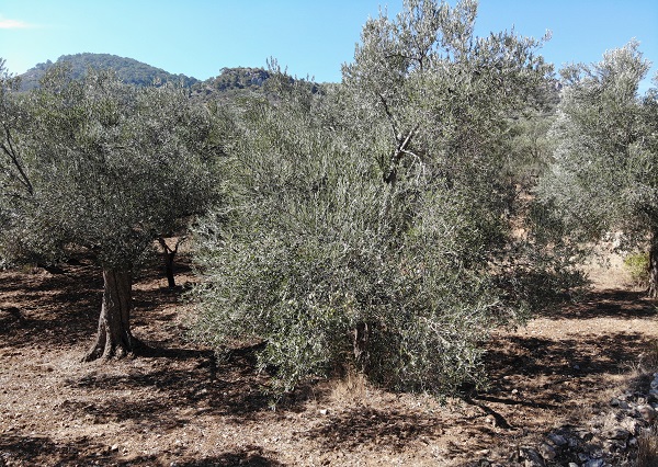 İşte kritik tarih! Zeytin rekoltesi tehlike altında