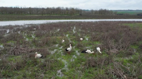 Foto - İşte küresel ısınmanın doğaya zararları