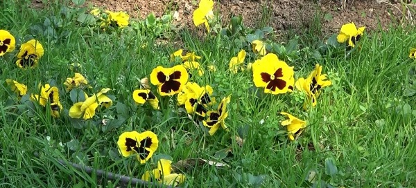 Foto - İşte küresel ısınmanın doğaya zararları