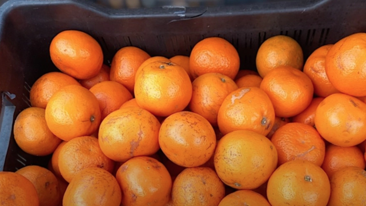 Foto - İşte mandalinanın vücuda beş önemli katkısı… Kilolarca tüketiliyor çünkü!