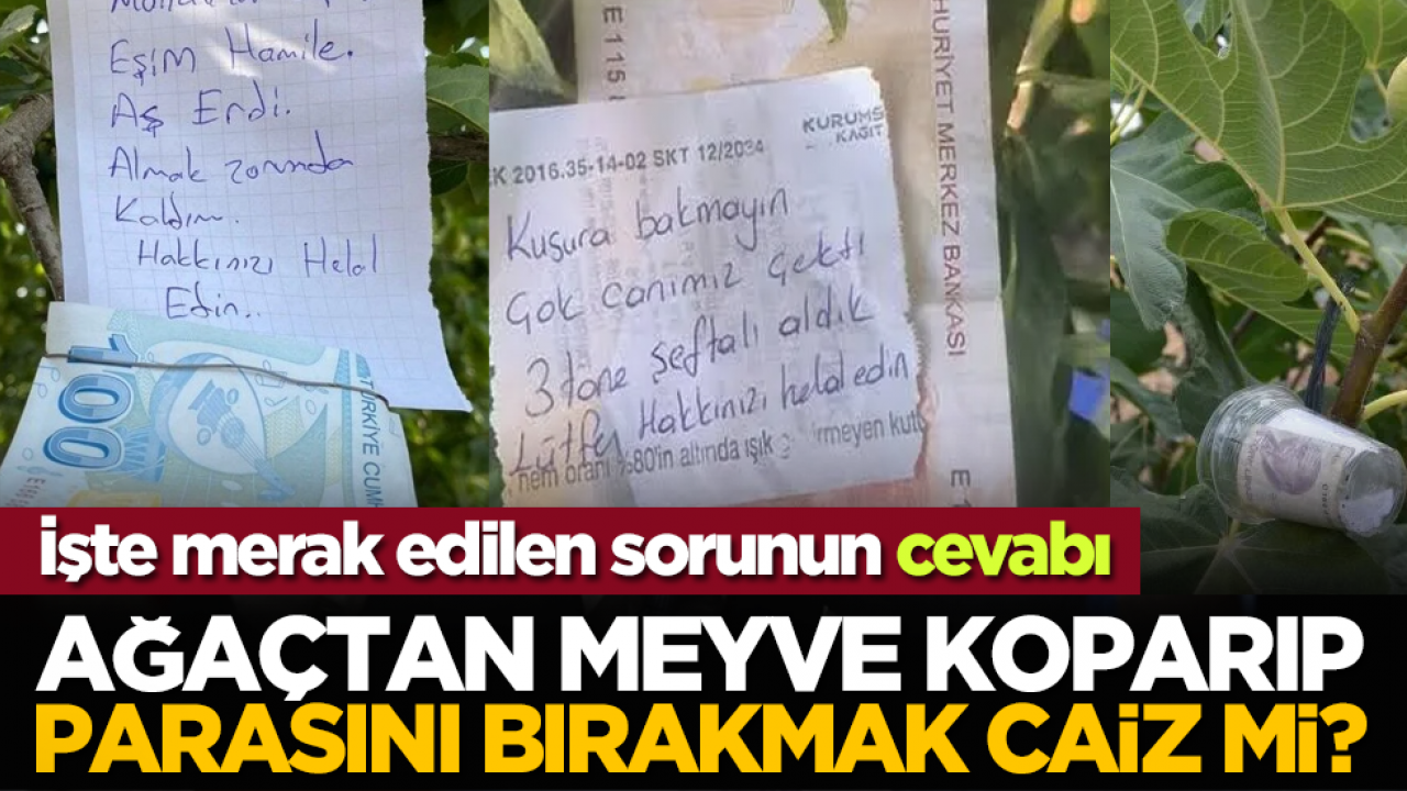 İşte merak edilen sorunun cevabı: Ağaçtan meyve koparıp parasını bırakmak caiz mi?