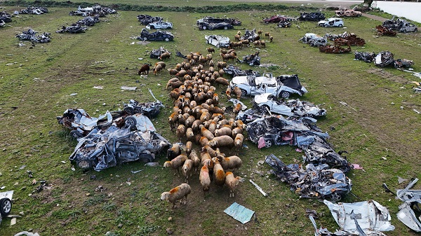 Foto - İşte o araç mezarlığının son hali