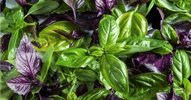 Foto - İşte o besinler! Mide şişkinliğe son veriyor