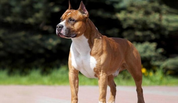 Foto - İşte o hayvanın özellikleri! Neden saldırıyorlar?