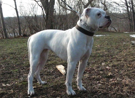 Foto - İşte o hayvanın özellikleri! Neden saldırıyorlar?