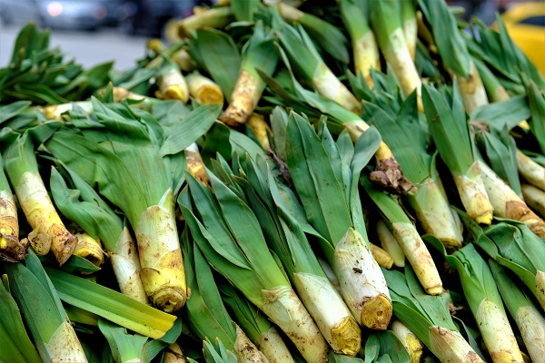 Foto - İşte o mucize bitki! Kendi kendine yetişiyor ve iyi para ediyor