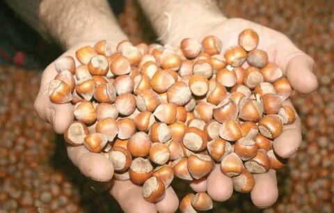 Foto - İşte o ürünler Almanya Türkiye’den kapış kapış aldı