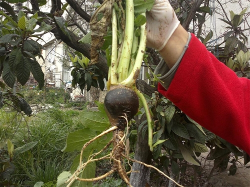 Foto - İşte organik sebzelerdeki gizli hazine