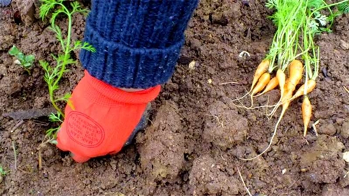 Foto - İşte organik sebzelerdeki gizli hazine