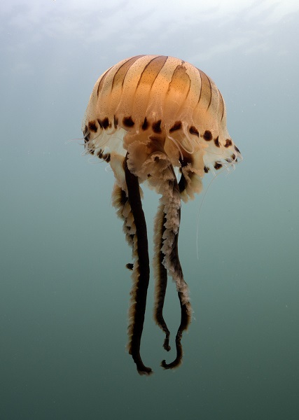 Foto - İşte pusula denizanalarının çoğalmasının sebebi