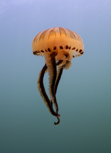 Foto - İşte pusula denizanalarının çoğalmasının sebebi