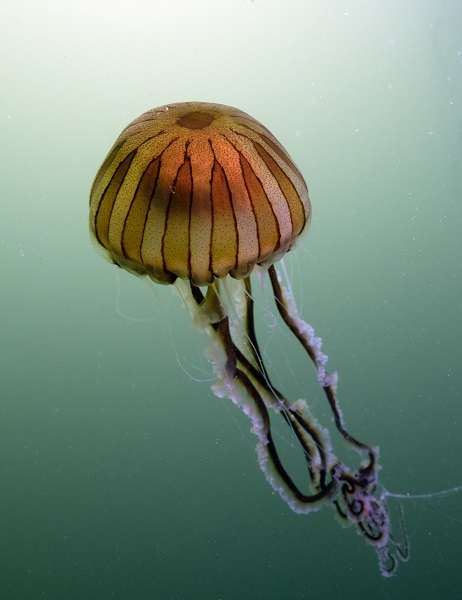 Foto - İşte pusula denizanalarının çoğalmasının sebebi