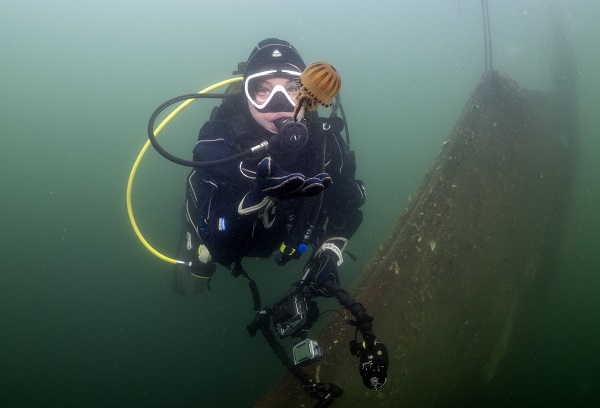 Foto - İşte pusula denizanalarının çoğalmasının sebebi