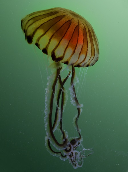 Foto - İşte pusula denizanalarının çoğalmasının sebebi