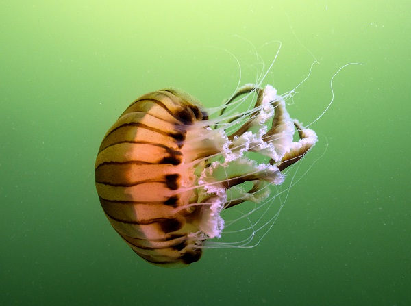 Foto - İşte pusula denizanalarının çoğalmasının sebebi