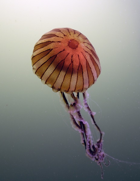 Foto - İşte pusula denizanalarının çoğalmasının sebebi