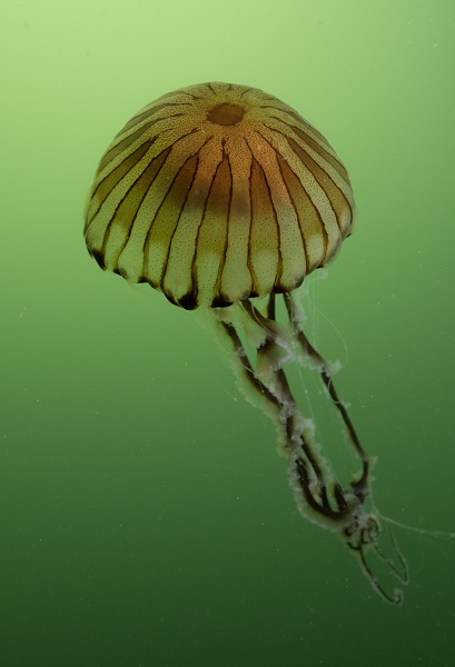 Foto - İşte pusula denizanalarının çoğalmasının sebebi