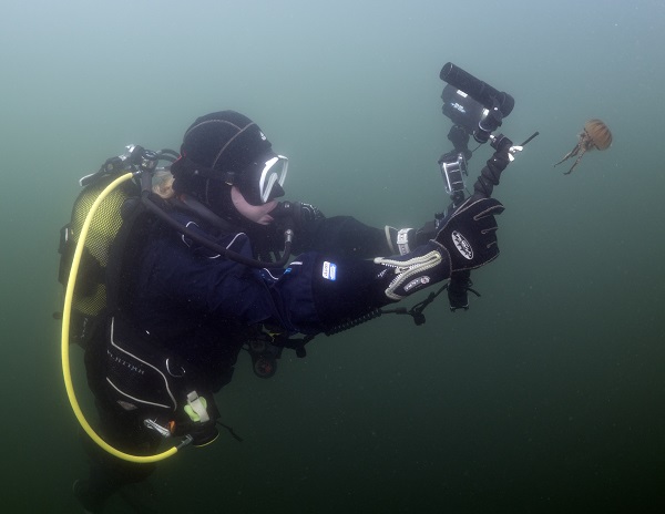 Foto - İşte pusula denizanalarının çoğalmasının sebebi