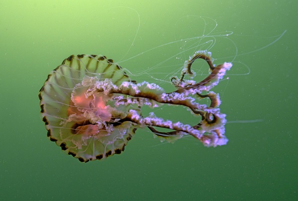 Foto - İşte pusula denizanalarının çoğalmasının sebebi