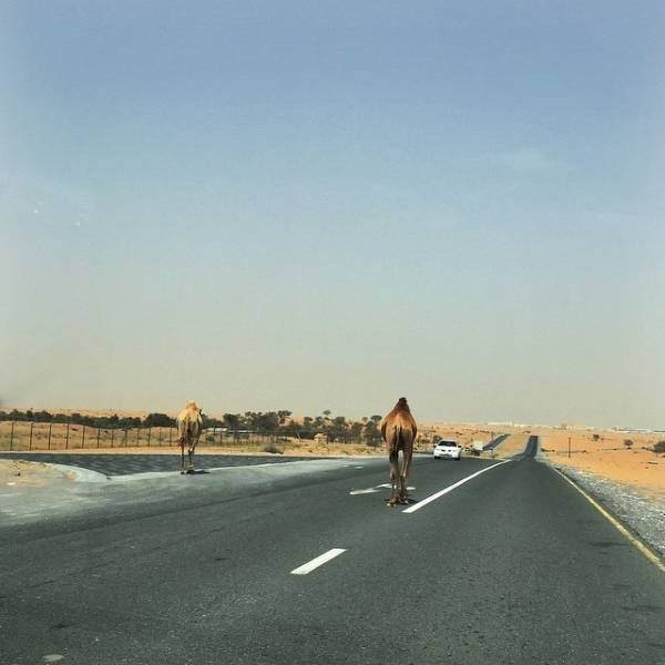 Foto - İşte sadece Dubai'de görebileceğiniz görüntüler