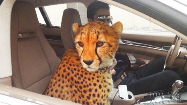 Foto - İşte sadece Dubai'de görebileceğiniz görüntüler