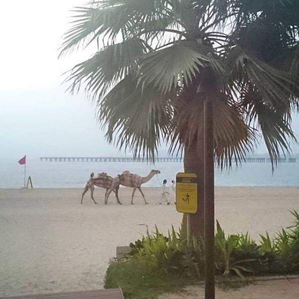 Foto - İşte sadece Dubai'de görebileceğiniz görüntüler