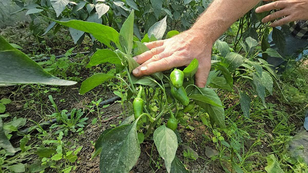Foto - İşte sebebi bu! Bitkiler mutasyona uğradı