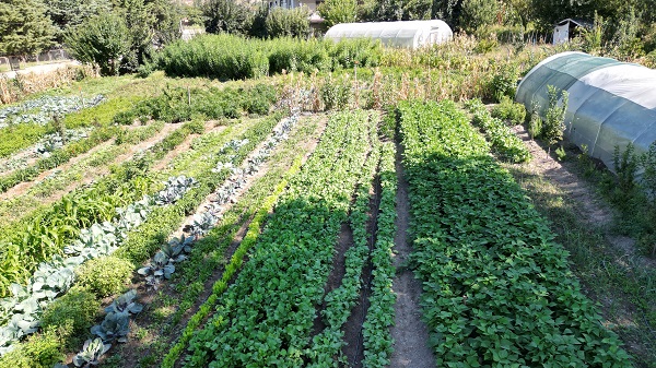 Foto - İşte sebebi bu! Bitkiler mutasyona uğradı