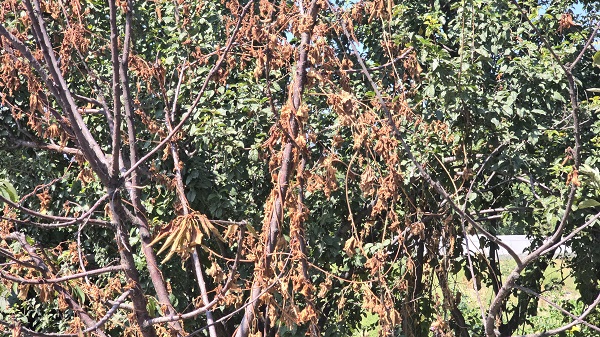 Foto - İşte sebebi bu! Bitkiler mutasyona uğradı