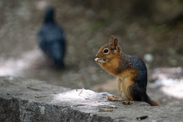 Foto - İşte, Seğmenler Parkı'nın sevimli sakinleri