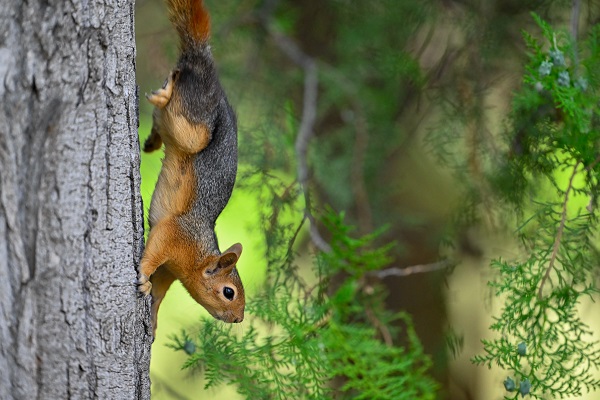 Foto - İşte, Seğmenler Parkı'nın sevimli sakinleri
