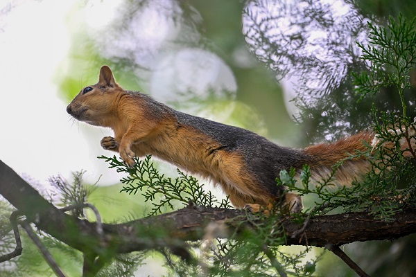 Foto - İşte, Seğmenler Parkı'nın sevimli sakinleri
