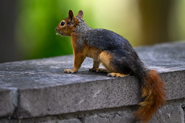Foto - İşte, Seğmenler Parkı'nın sevimli sakinleri