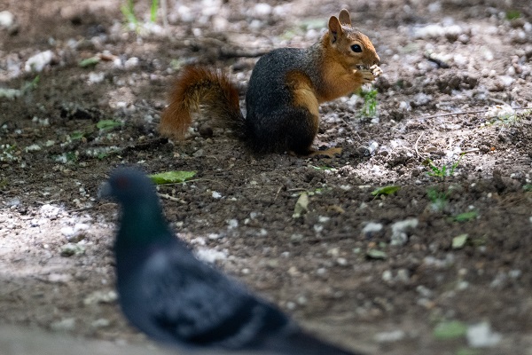 Foto - İşte, Seğmenler Parkı'nın sevimli sakinleri