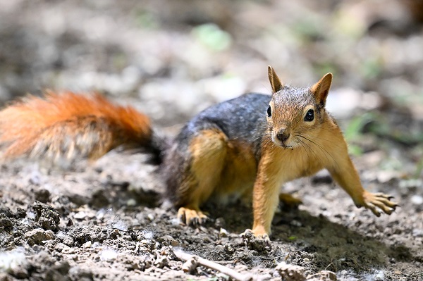 İşte, Seğmenler Parkı'nın sevimli sakinleri