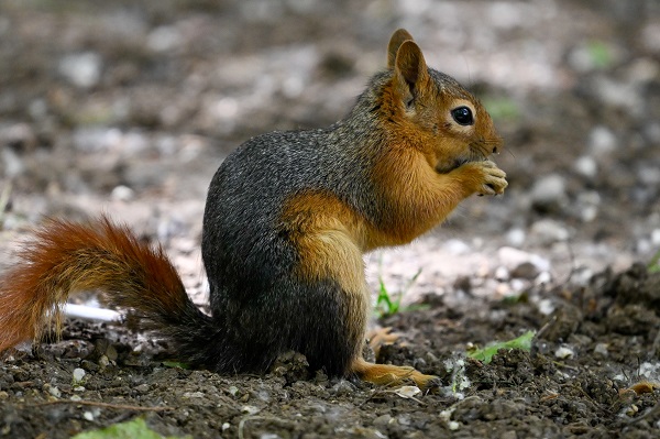 Foto - İşte, Seğmenler Parkı'nın sevimli sakinleri