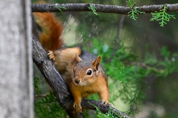 Foto - İşte, Seğmenler Parkı'nın sevimli sakinleri