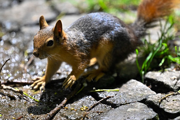 Foto - İşte, Seğmenler Parkı'nın sevimli sakinleri