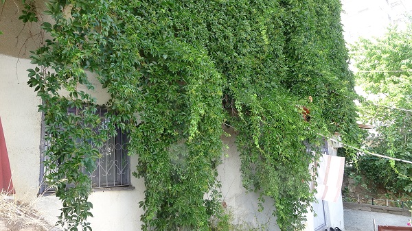 Foto - İşte Sivas'ın en çevreci evi! Görenler dönüp tekrar bakıyor