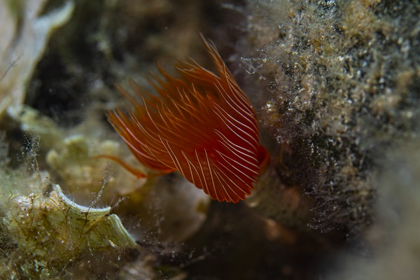 Foto - İşte su altının gizli dünyası 